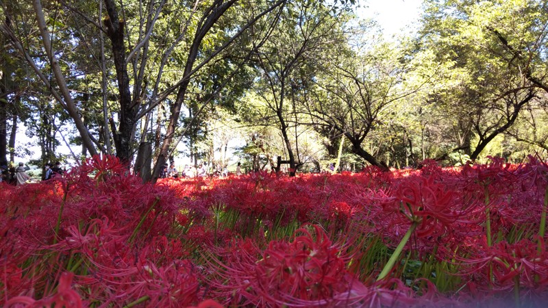 巾着田曼珠沙華公園