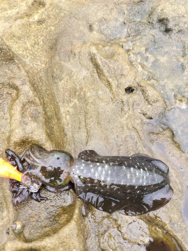 ゆらり釣り