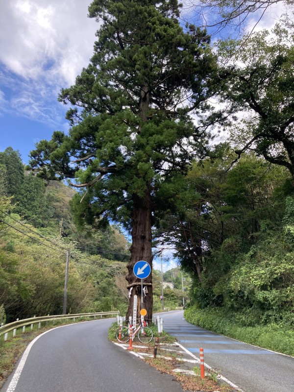 本山の一本杉・日立市