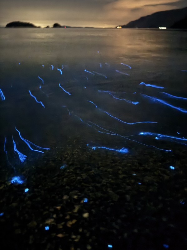 海螢も見れちゃったり