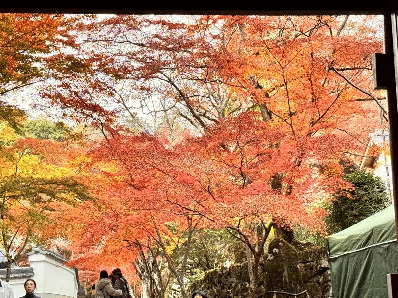 紅葉の京都西山も歩きます