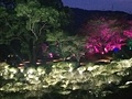 かみさまがすまう森・御船山楽園