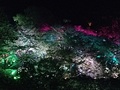 かみさまがすまう森・御船山楽園