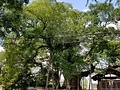 将軍木全景