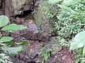 修験坊の滝(水量少ない)