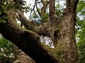 立花山大クス