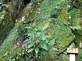 屏風岩