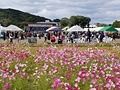 三光コスモス園