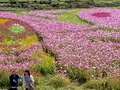 ミニオン
