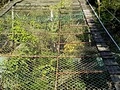 羅漢寺リフト上り