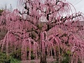浜玉町しだれ梅(有須田家)