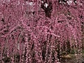 浜玉町しだれ梅(有須田家)