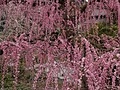 浜玉町しだれ梅(有須田家)