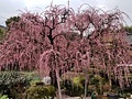 浜玉町しだれ梅(吉村家)