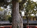 幸福一位の木