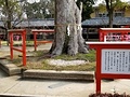 幸福一位の木