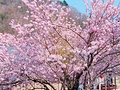 桜を愛でるライド