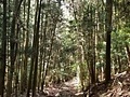 笠置山登山道
