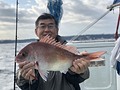 東京湾 タイラバ 真鯛