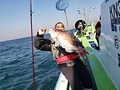 東京湾 船長が釣った真鯛